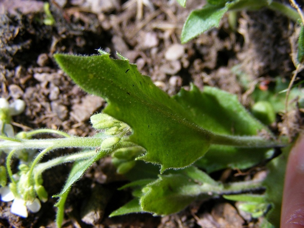 alpina subsp. alpina